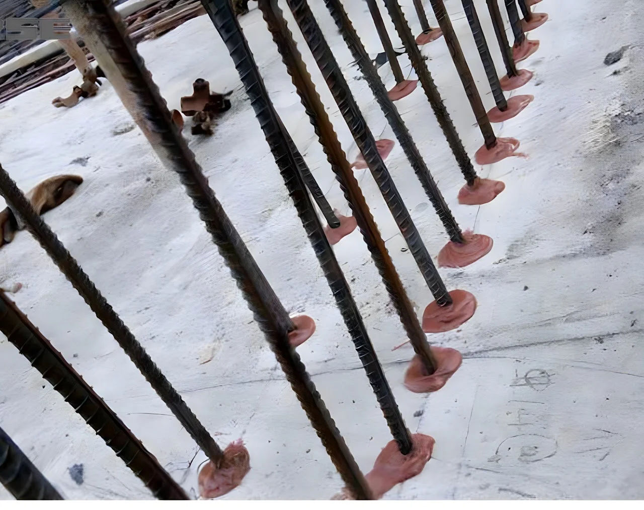 Epoxy rebar dowels installed in concrete